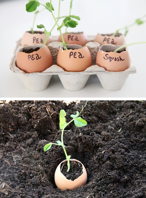 How to start seedlings -- Easy DIY gardening tips and ideas for beginners and beyond! Tips and tricks for your flower or vegetable garden, or for your front or backyard landscaping design. A few garden projects and ideas you can do for cheap! Listotic.com
