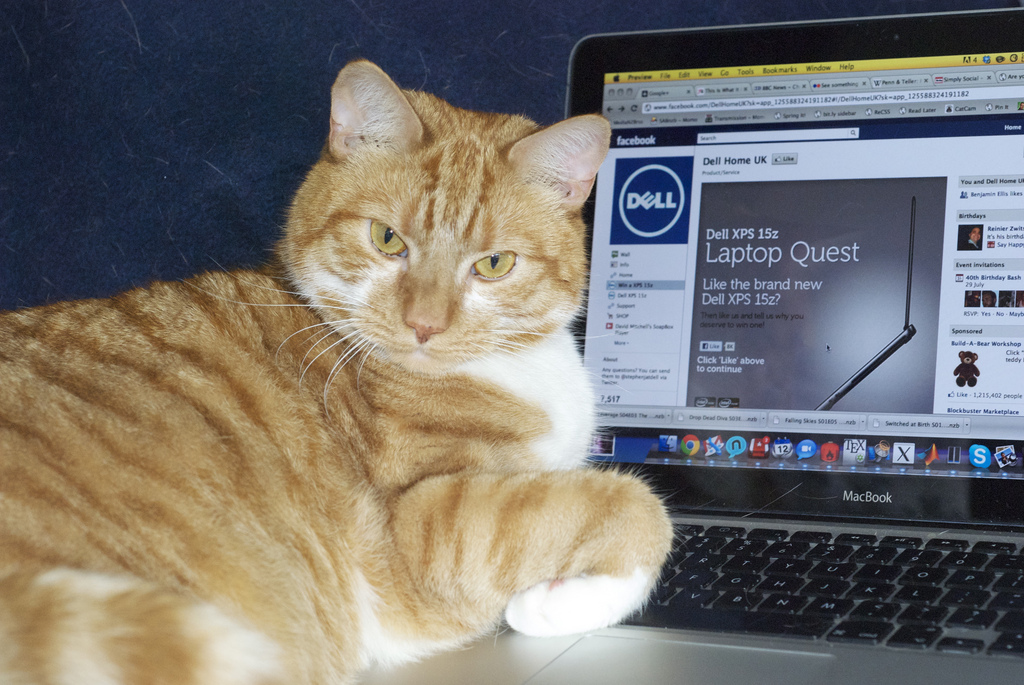 Macintosh HD:Users:brittanyloeffler:Downloads:cat facts:28-cat-facts.jpg