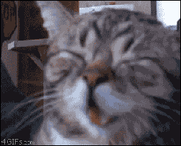 Macintosh HD:Users:brittanyloeffler:Downloads:cat facts:26-cat-facts.gif
